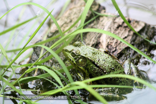 池塘里的青蛙
