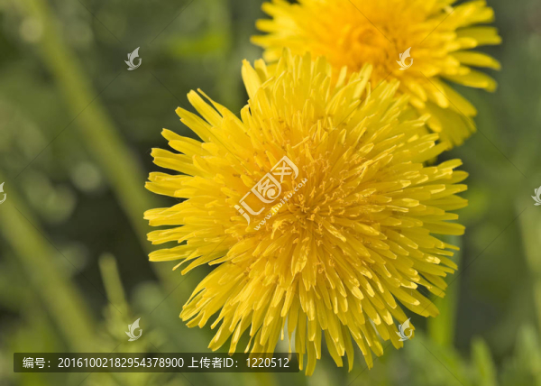 蒲公英花近距離