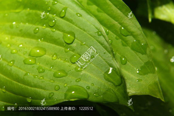 露珠