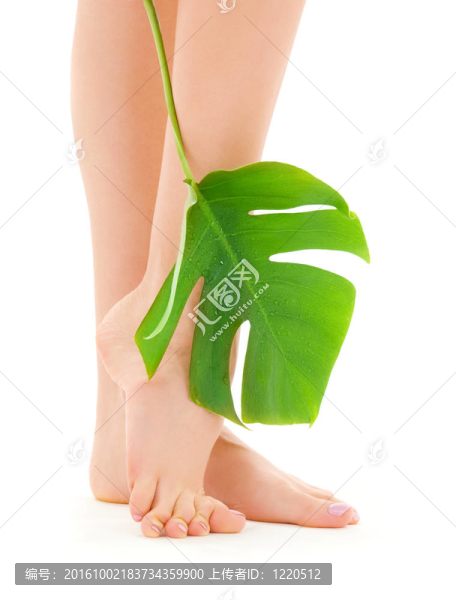 綠葉女腿