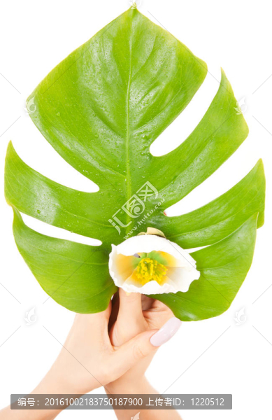 女性手與綠葉和花