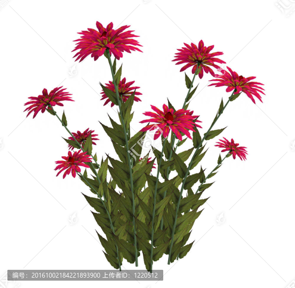 粉紅色的夢幻花朵
