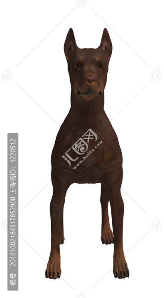 Brown,Dog
