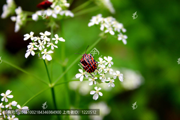 紅色；黑色；白色