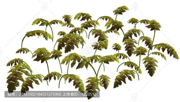 叢林中的植物