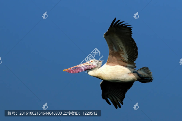 鵜鶘在飛行