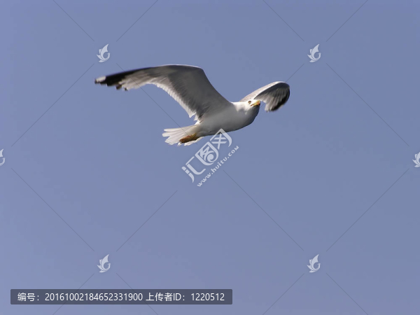 海鷗
