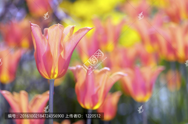 復(fù)活節(jié)春天的花朵