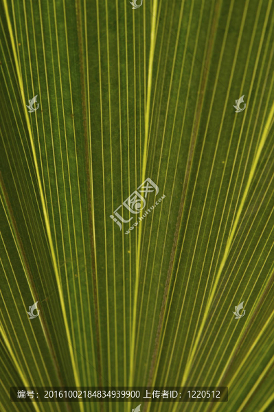 葉片結(jié)構(gòu)