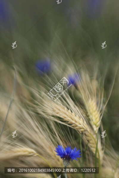 在麥田的矢車菊