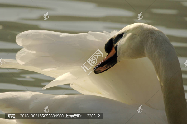 天鵝