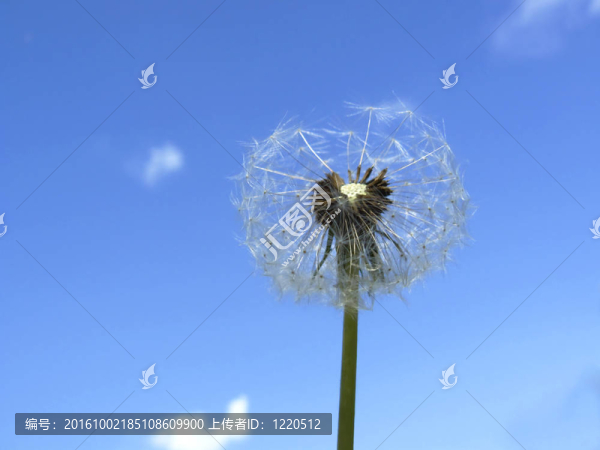 蒲公英和藍天背景