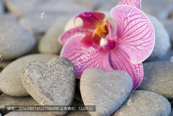 蘭花和石頭心