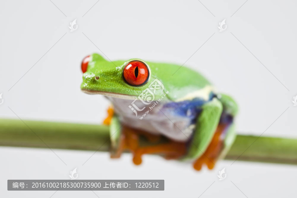 青蛙-小動物紅眼睛