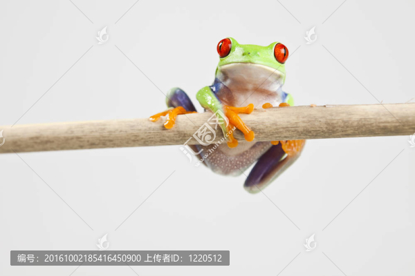 紅眼睛的樹蛙