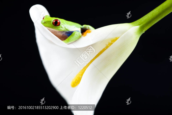 綠色的青蛙