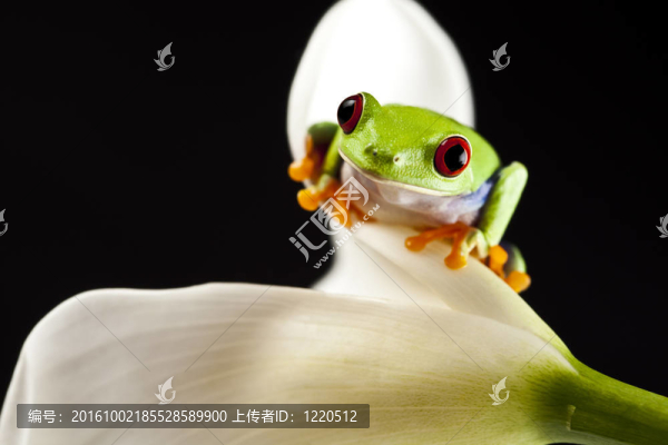 紅眼睛的青蛙