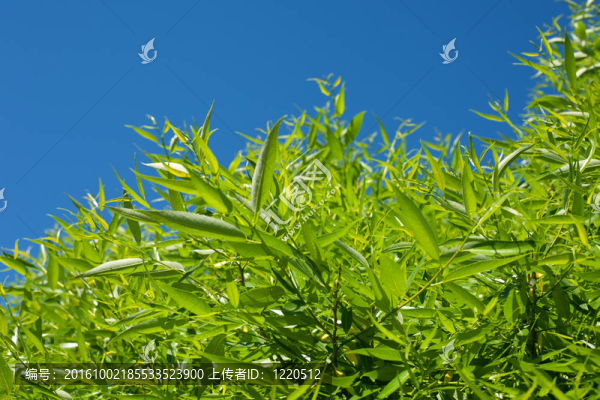 明亮的藍天和綠色的樹