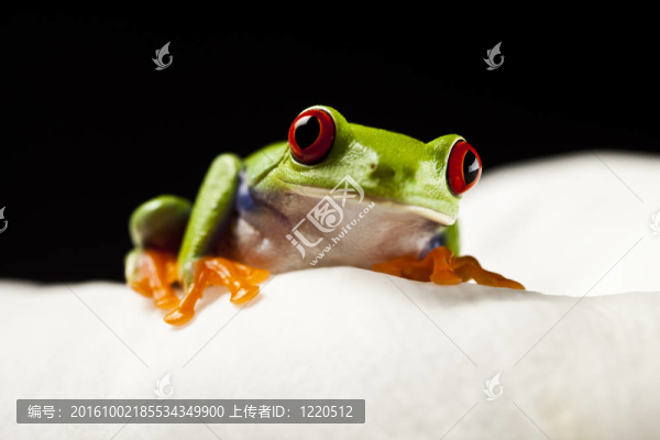 紅眼睛的青蛙