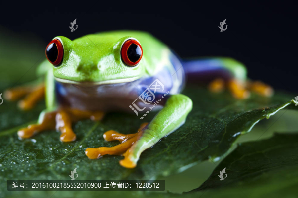 葉蛙