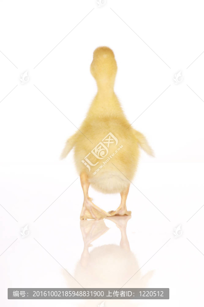 可愛的黃色小鴨