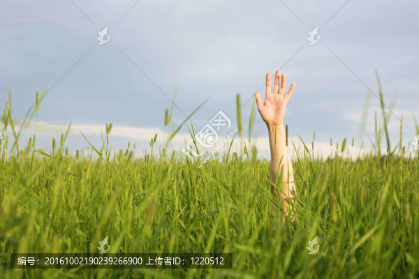 手在綠色的草地