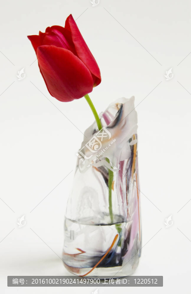 郁金香和花瓶