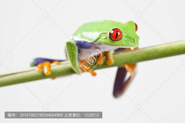 青蛙-小動物紅眼睛