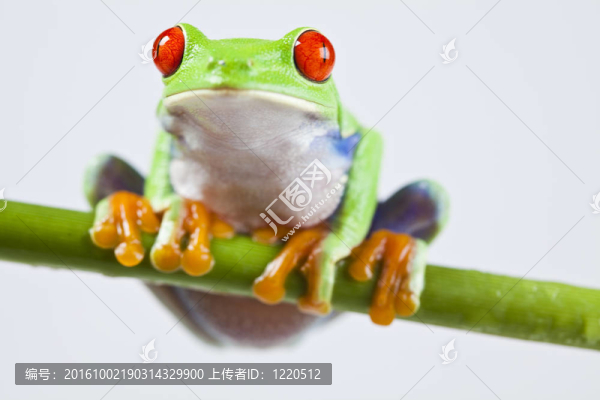 紅眼睛的