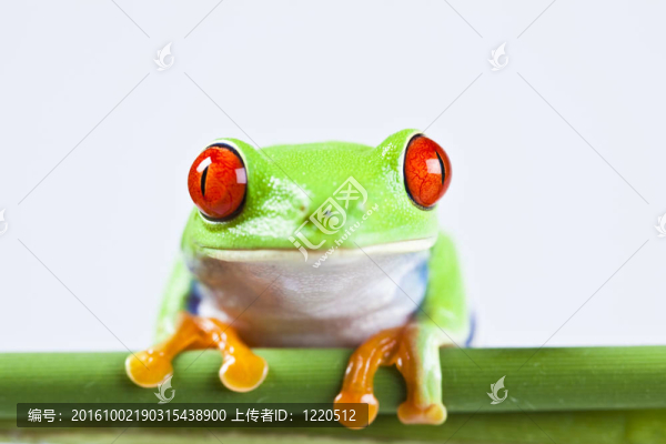 紅眼睛的