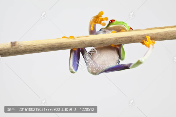 紅眼睛的青蛙