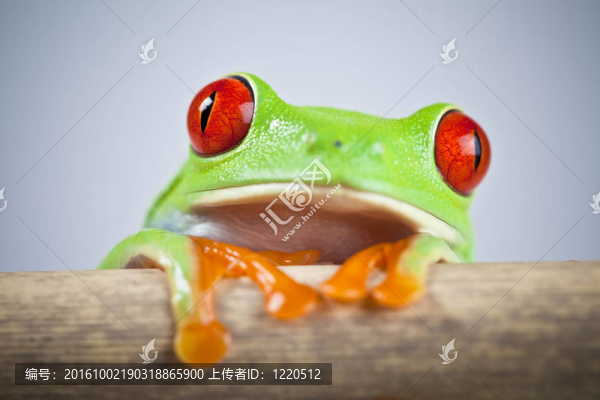 紅眼睛的青蛙