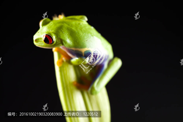 紅眼睛的青蛙