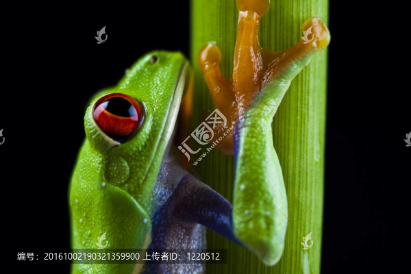 紅眼樹蛙
