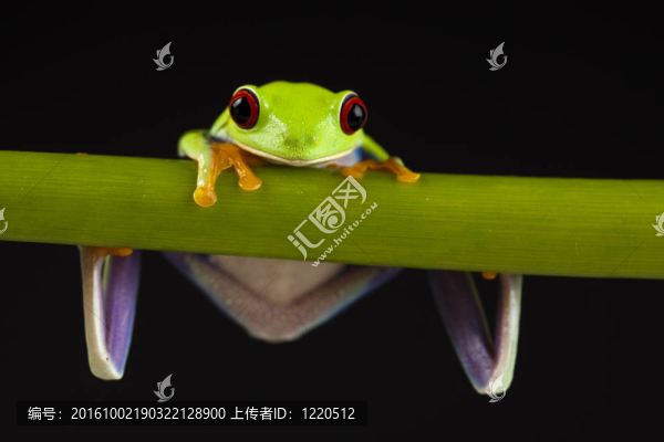 紅眼睛的青蛙