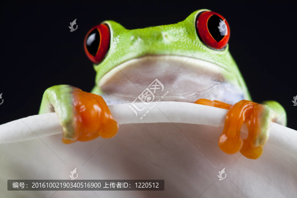 綠色的青蛙
