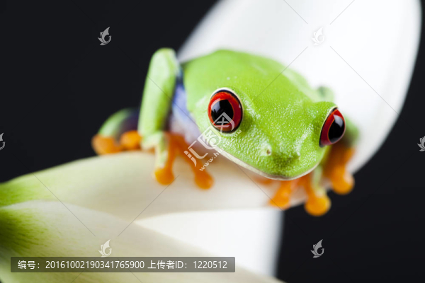 綠色的青蛙