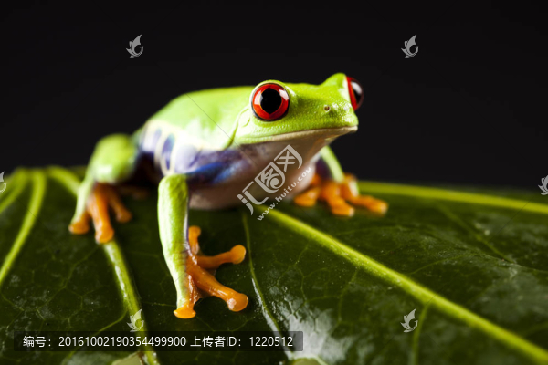 葉蛙