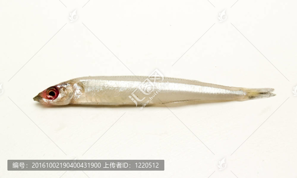 新鮮的魚