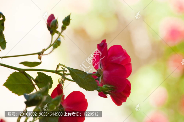 紅玫瑰