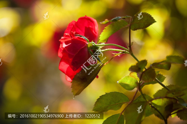紅玫瑰