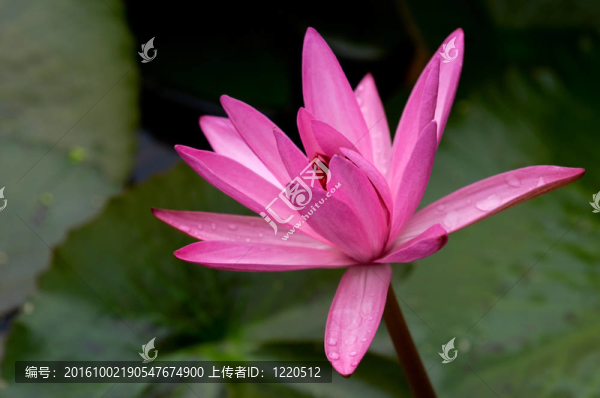 粉色的睡蓮