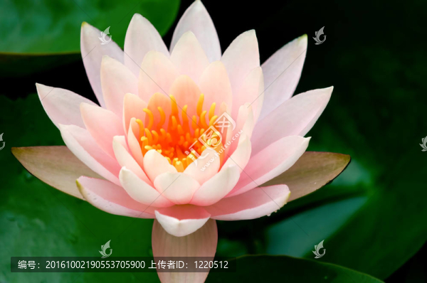 粉色的睡蓮