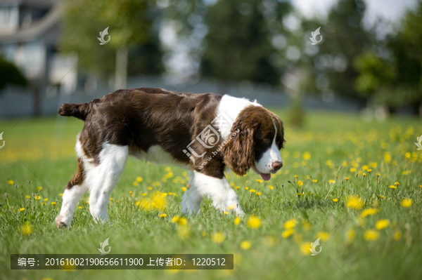 史賓格犬走在雛菊