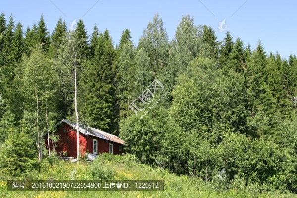 小屋在森林