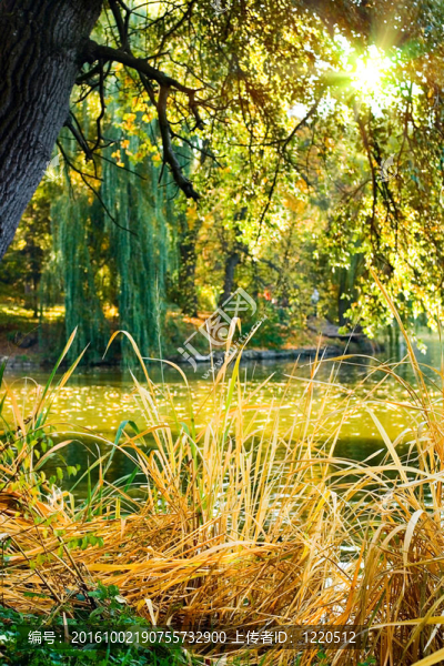 自然公園水景觀