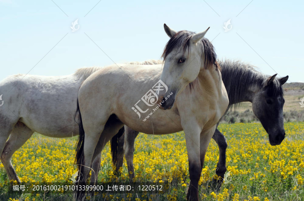 三西班牙野馬在野外的野花