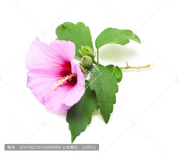 粉紅色的花