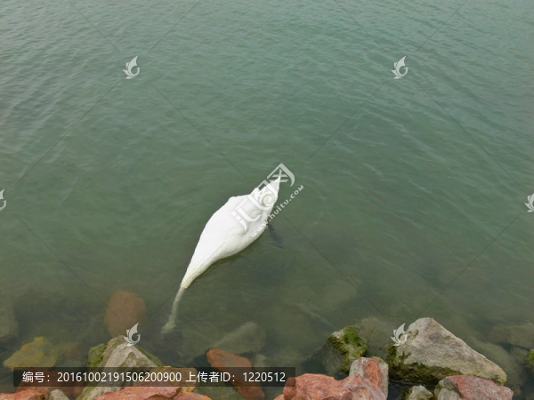 天鵝在Balaton