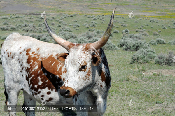 Longhorn的美